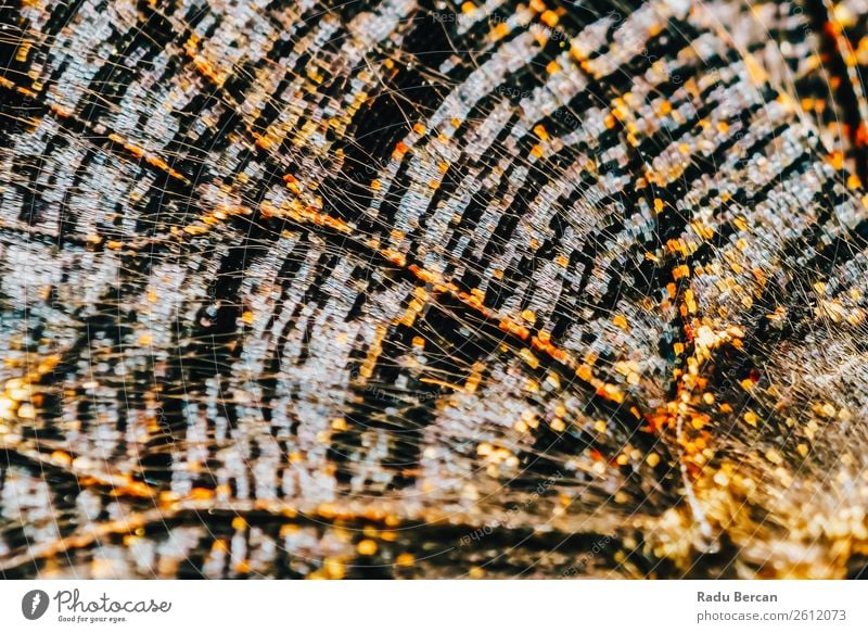 Monarch Schmetterlingsflügel Abstraktes Muster Nahaufnahme Stil Design exotisch schön Sommer Dekoration & Verzierung Umwelt Natur Tier Wildtier Flügel 1 elegant