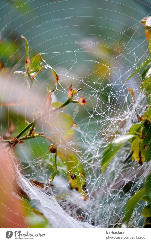 Vernetztes Eigenheim der Spinne Natur Pflanze Tier Wassertropfen Herbst Klima Sträucher Blatt Garten Schnecke Spinnennetz leuchten hell bizarr Leben Netzwerk