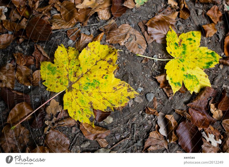 Zwei gelbe Herbstblätter liegen auf Waldboden Ahornblatt Blatt braun Boden welk Herbstlaub Herbstzeit Jahreszeiten Außenaufnahme herbstlich Natur Herbstfärbung