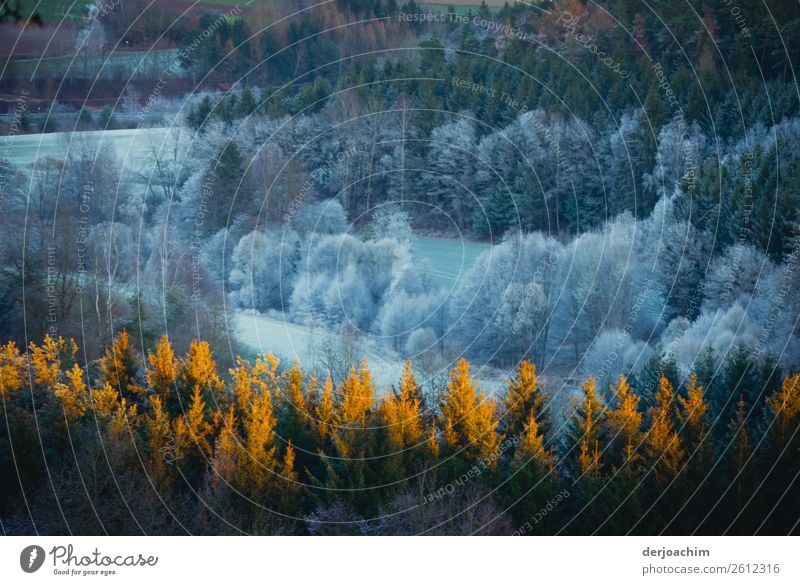 Winter von seiner schönsten Seite. Verschiedene Farben in den Tannen. Weiß und gold gelb von der Sonne angestrahlt sieht  der Wald ganz bezaubernd aus. Freude