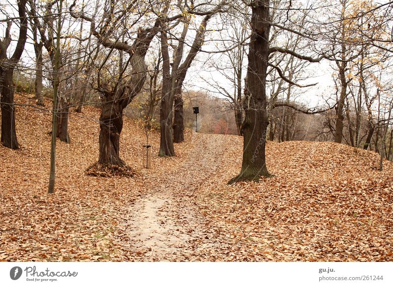 Kastanienwäldchen Natur Landschaft Herbst Baum Blatt Park Wald Hügel Wege & Pfade alt braun weiß leer Laubbaum Laubwald Ast Kastanienbaum Farbfoto Außenaufnahme