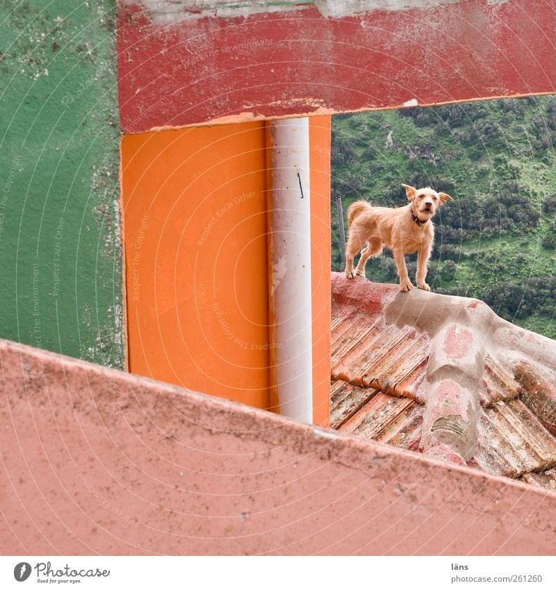 Hoheitsgebiet Haus Gebäude Mauer Wand Fassade Dach Haustier Hund 1 Tier Mut Leidenschaft Schutz achtsam Haushund Wachsamkeit Kontrolle Dachfirst Fallrohr