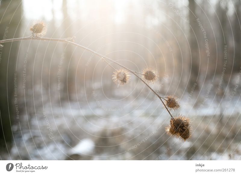 Morgens in der Kälte Umwelt Natur Sonnenlicht Winter Klima Schönes Wetter Schnee Pflanze Sträucher Distel Samen Baum Baumstamm Ast Zweig Park Wald Menschenleer