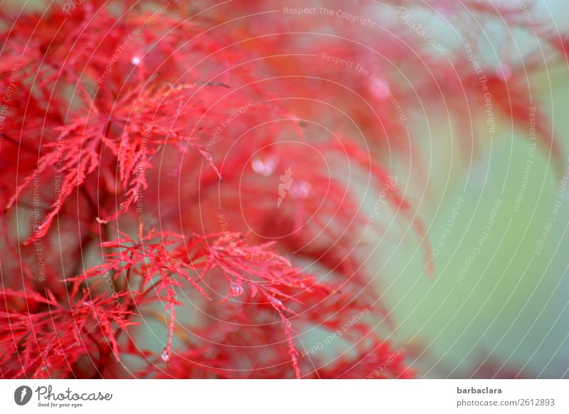 Japanischer Zierahorn Pflanze Wassertropfen Sonnenlicht Herbst Klima Sträucher Japanischer Ahorn Garten leuchten exotisch frisch rosa türkis Farbe Natur