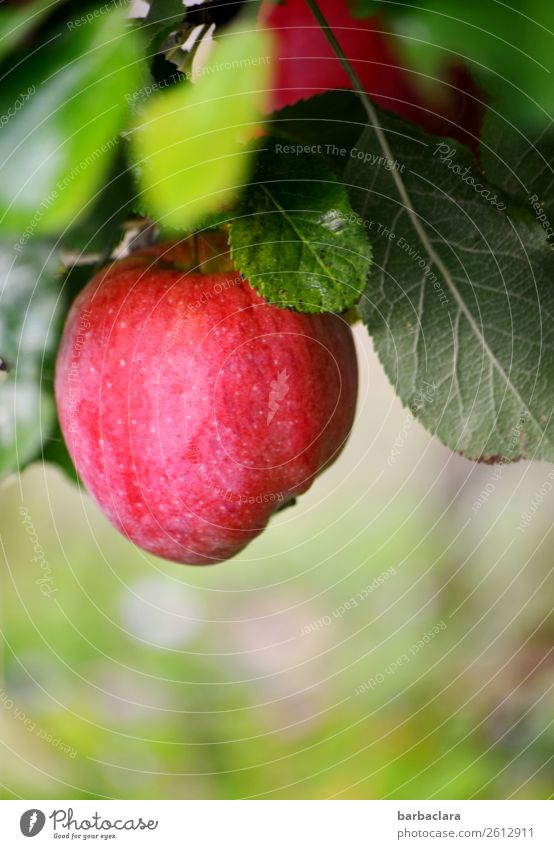 Trash 2018 | Äpfel, inzwischen eingelagert Frucht Apfel Natur Pflanze Herbst Baum Blatt Apfelbaum hängen frisch grün rot Gesundheit Klima Umwelt Farbfoto