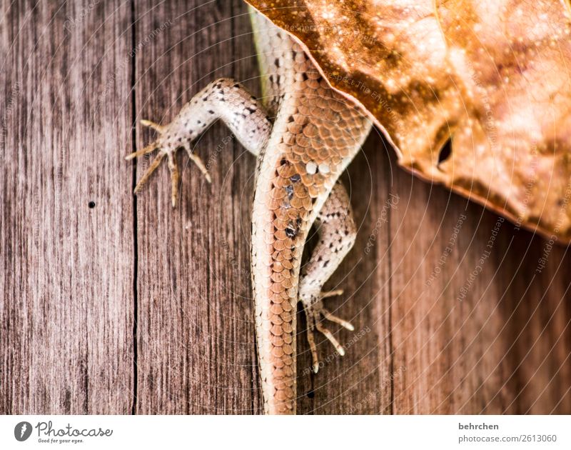 ertappt Ferien & Urlaub & Reisen Tourismus Ausflug Abenteuer Ferne Freiheit Tier Wildtier Gecko 1 außergewöhnlich exotisch fantastisch verstecken Blatt welk