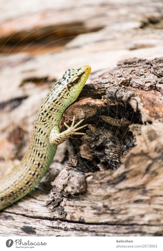 wenn der kopf zu schwer wird Wildtier Tiergesicht Echte Eidechsen Gecko Reptil 1 beobachten Erholung festhalten außergewöhnlich exotisch fantastisch schön Asien
