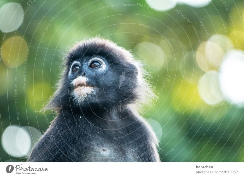 verträumt Ferien & Urlaub & Reisen Tourismus Ausflug Abenteuer Ferne Freiheit Natur Urwald Wildtier Tiergesicht Fell Affen brillenlanguren 1 außergewöhnlich