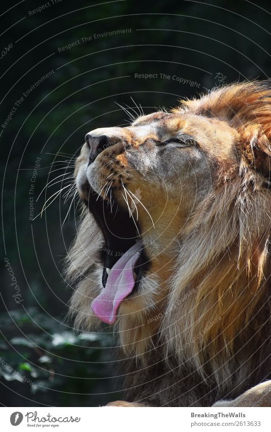 Nahaufnahme Porträt eines männlichen afrikanischen Löwen Natur Tier Wildtier Tiergesicht 1 wild gähnen tosen tosend Offener Mund Schnurrhaar Zunge Katze