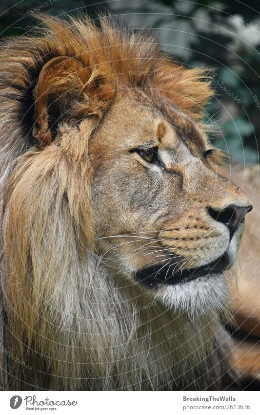 Nahaufnahme des Porträts eines männlichen afrikanischen Löwen Natur Tier Wildtier Tiergesicht Zoo 1 wild Profil Löwenmähne Schnauze Kopf niedlich Auge