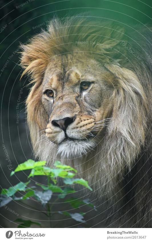 Nahaufnahme des männlichen afrikanischen Löwen Natur Pflanze Tier Wildtier Tiergesicht Zoo 1 Neugier wild grün Löwenmähne Schnauze Kopf Auge selbstbewußt