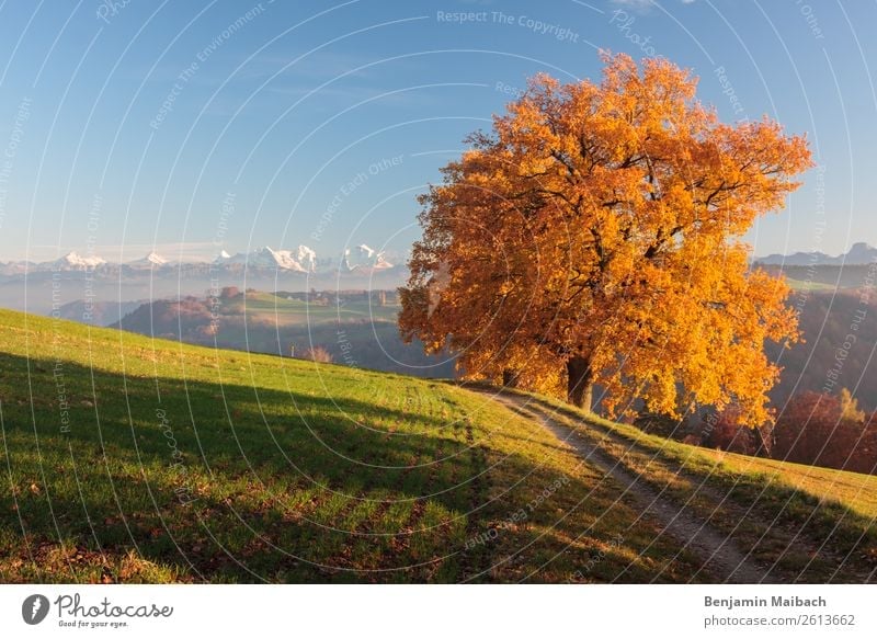 Goldener Herbstbaum mit Alpen Natur Landschaft Pflanze Klima Wetter Schönes Wetter Baum Feld Berge u. Gebirge Wege & Pfade blau gelb gold grün Energie Freiheit