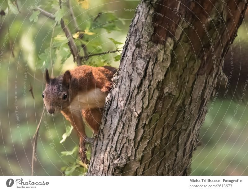 Neugieriges Eichhörnchen im Baum Natur Tier Sonnenlicht Schönes Wetter Blatt Wald Wildtier Tiergesicht Fell Krallen Pfote Nagetiere 1 beobachten hängen Blick