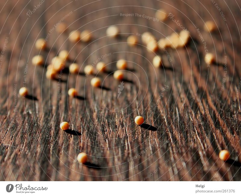 viele Senfkörner auf einer Holzplatte Lebensmittel Kräuter & Gewürze Ernährung liegen einfach klein rund trocken braun gelb Tischplatte Strukturen & Formen