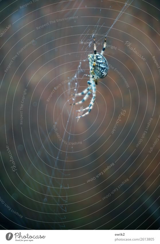 Streichelzoo Umwelt Natur Tier Spinne spinnen Spinngewebe Spinnennetz 1 hängen krabbeln warten bedrohlich authentisch Ekel groß nah türkis achtsam Wachsamkeit
