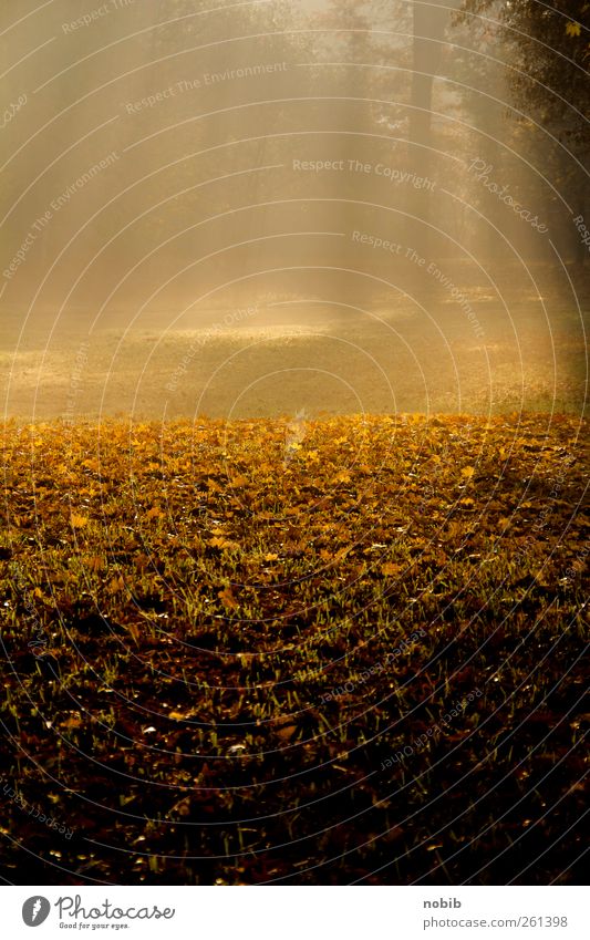 shining 2 Natur Landschaft Pflanze Erde Sonne Herbst Nebel Baum Laub Wiese Flußniederung Wege & Pfade Holz braun gelb gold schwarz Gefühle Lebensfreude Euphorie