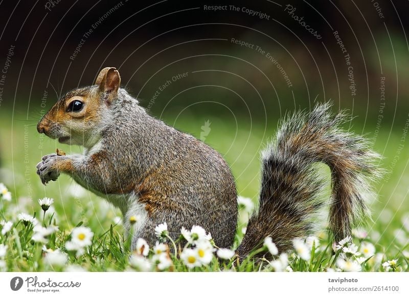 Susses Graues Eichhornchen Auf Rasen Stehend Im Park Ein Lizenzfreies Stock Foto Von Photocase