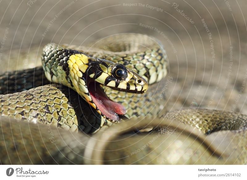 Detail der Grasschlange mit offenem Mund schön Garten Umwelt Natur Tier Schlange natürlich wild braun grau grün schwarz Angst gefährlich Farbe bereit Biss Auge