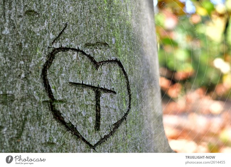 'T' in Herz auf Baumrinde* Natur Sommer Herbst Schönes Wetter Park Wald Holz Zeichen Schriftzeichen Ornament Denken Liebe träumen authentisch frei