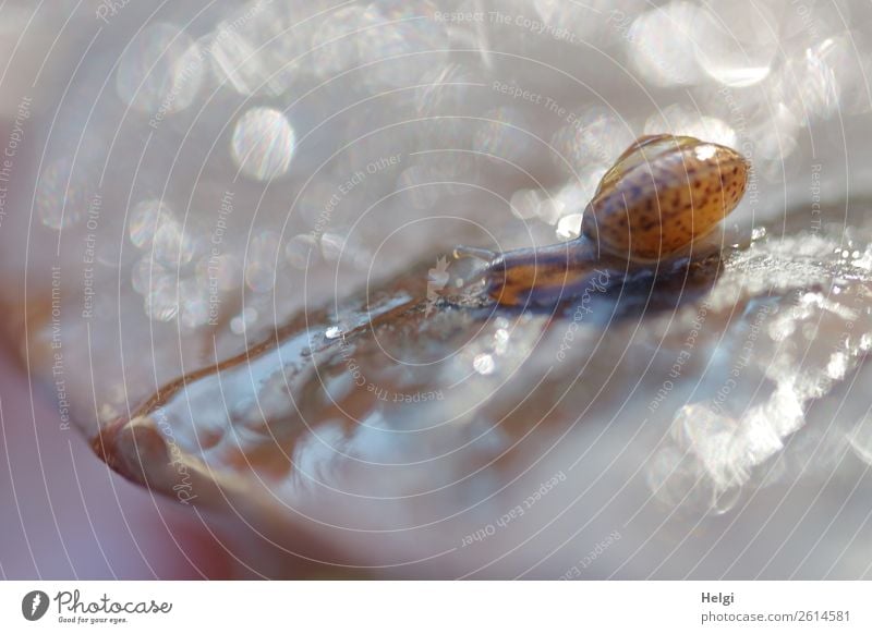 Minischnecke kriecht auf einem nassen Blatt im Gegenlicht mit Glitzerpunkten Umwelt Natur Pflanze Tier Wassertropfen Herbst Park Schnecke 1 glänzend krabbeln
