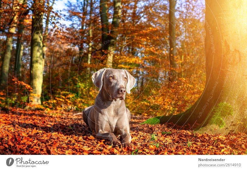 Herbstsonne genießen Ausflug Natur Landschaft Sonne Sonnenlicht Schönes Wetter Baum Park Wald Tier Haustier Hund beobachten wandern warten ästhetisch frei