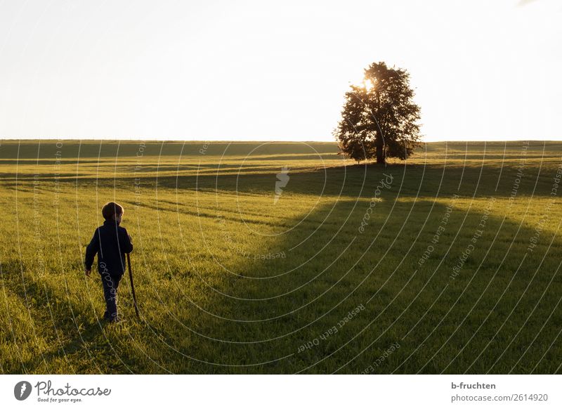 Kind, Weide, Baum, Gegenlicht, Abendstimmung, Herbststimmung Erholung Freizeit & Hobby wandern 1 Mensch 3-8 Jahre Kindheit Sonnenaufgang Sonnenuntergang