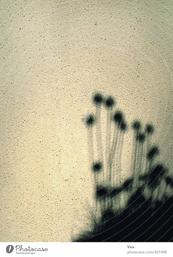 schattiges Plätzchen Pflanze Blume Blüte Haus Mauer Wand schwarz Putz Stengel Balkonpflanze Schnittlauch Silhouette körnig Farbfoto Gedeckte Farben