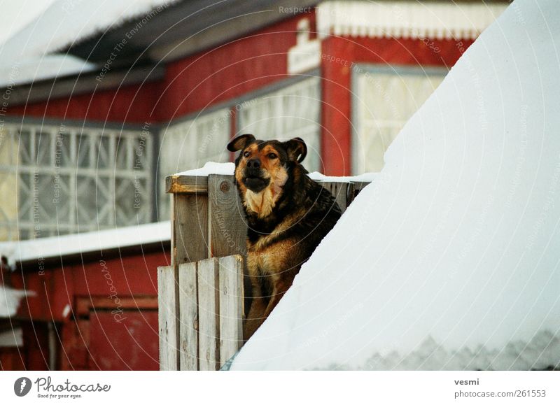 hier wache ich. Haustier Hund 1 Tier Blick Zaun Holz Winter kalt rot Bellen Schutz Außenaufnahme Farbfoto Textfreiraum rechts Tag Kontrast Blick in die Kamera