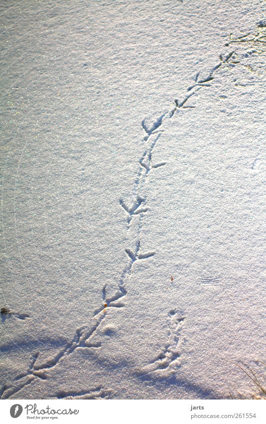 step by step Winter Eis Frost Schnee gehen Leben Natur Fußspur Entenspur Außenaufnahme Menschenleer Textfreiraum links Textfreiraum rechts Tag Vogelperspektive