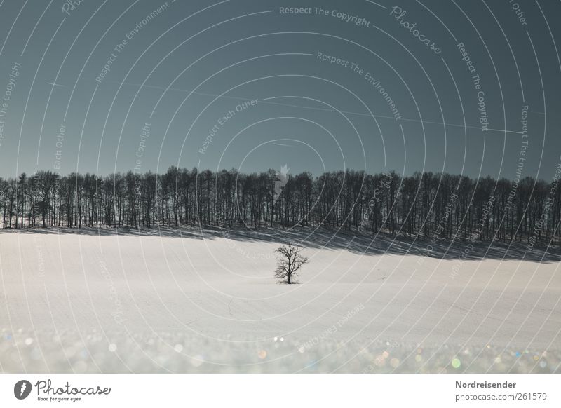 Der letzte Wintertag harmonisch ruhig Winterurlaub Landschaft Pflanze Himmel Wolkenloser Himmel Klima Schönes Wetter Eis Frost Schnee Baum Feld Wald Linie