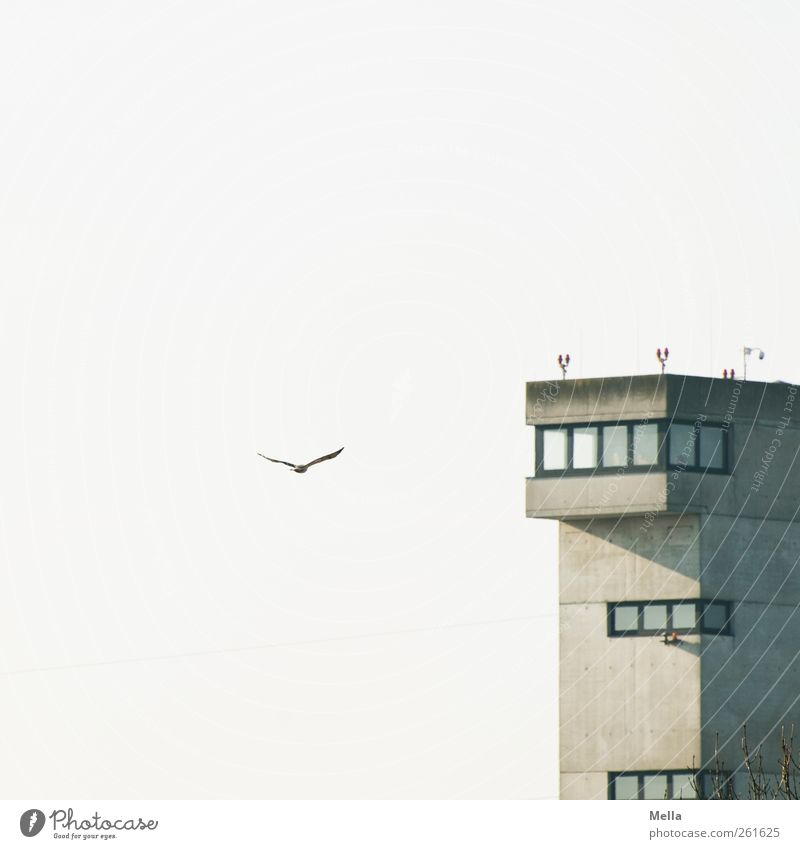Anflug Umwelt Luft Himmel Flughafen Hafen Bauwerk Gebäude Flugplatz Tower (Luftfahrt) Tier Vogel Bussard 1 fliegen frei lustig natürlich Freiheit Kontrolle