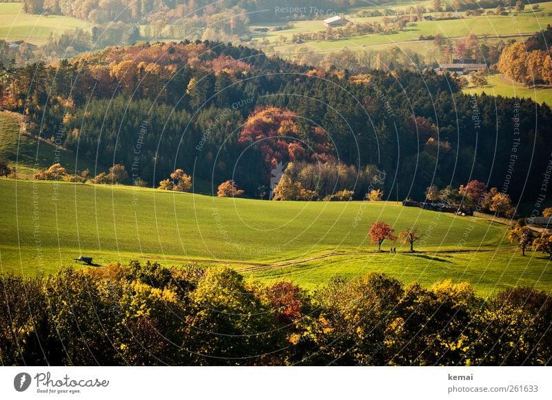 Herbsttage Umwelt Natur Landschaft Pflanze Sonnenlicht Schönes Wetter Baum Gras Sträucher Grünpflanze Wildpflanze Wiese Feld Wald Hügel schön grün herbstlich