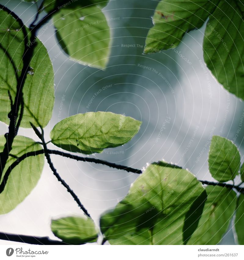 Fagus Natur Pflanze Sommer Baum Blatt Buche Buchenblatt Park Wachstum grün Zweige u. Äste Unschärfe Rahmen durchscheinend Leben Farbfoto Außenaufnahme