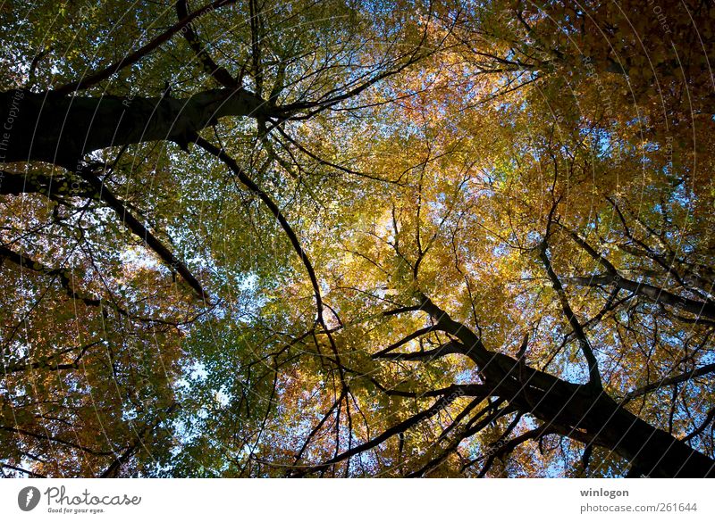 baumkronen Natur Pflanze Himmel Herbst Baum Blatt Deutschland Nordrhein-Westfalen Wuppertal anlage barmen Baumkrone oben hoch Blick nach oben Park Wald