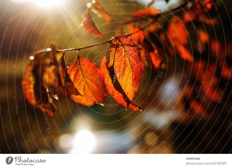 900stes !!! Leuchtende Blätter mit Bokeh wandern Umwelt Natur Wasser Sonnenlicht Herbst Schönes Wetter Blatt Grünpflanze Zweige u. Äste Blätterzweig Seeufer
