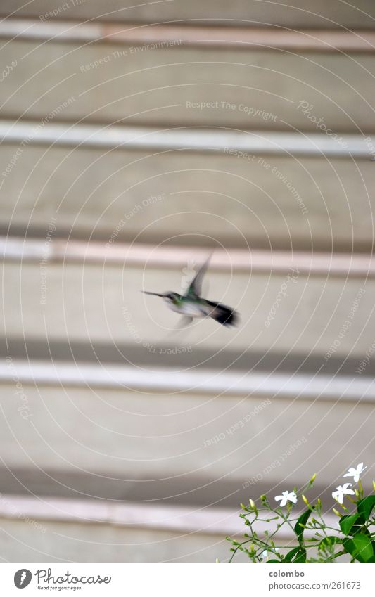 Kolibri Ferien & Urlaub & Reisen Natur Pflanze Luft Grünpflanze Jasmin Tier Vogel Flügel Kolibris 1 Linie Streifen fliegen Geschwindigkeit Lebensfreude schön