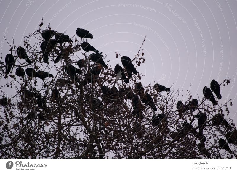 The Birds Baum Vogel Schwarm sitzen schwarz Krähe Farbfoto Gedeckte Farben Außenaufnahme Menschenleer Abend Dämmerung