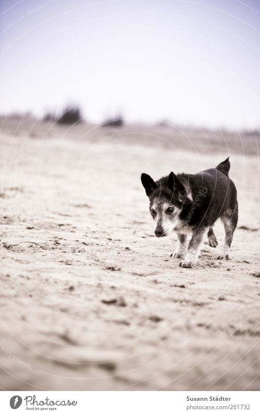 axelboy Tier Haustier Hund 1 laufen Spiekeroog Sand Strand Hundeblick alt grau pflegebedürftig Ganzkörperaufnahme Laufsport Gassi gehen Spaziergang Farbfoto
