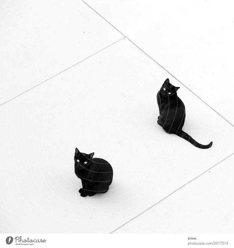 Frühschicht Dach Tier Haustier Katze 2 Linie beobachten Blick sitzen warten natürlich Neugier Stadt schwarz Coolness Willensstärke Verschwiegenheit Zusammensein