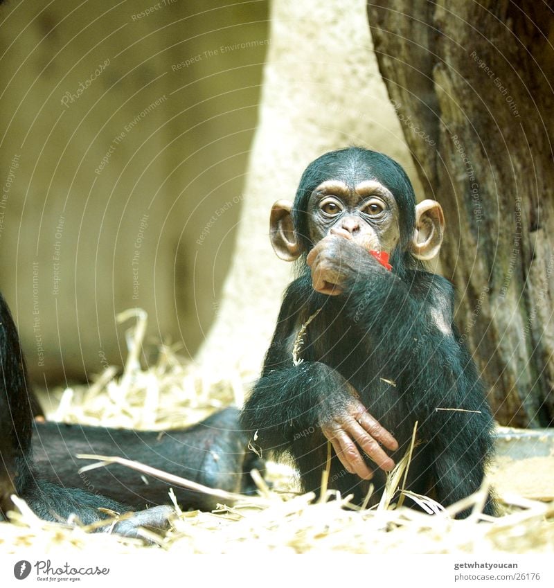 Ape Tier Affen Schimpansen gefangen Mensch Ernährung Spielen Stroh Tiefenschärfe Glas Lebensmittel Denken Blick Auge