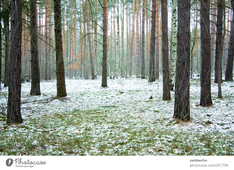 Wald Umwelt Natur Landschaft Pflanze Winter Klima Klimawandel Wetter Eis Frost Schnee Gefühle wallroth Kiefer Nadelwald Baumstamm Nebel Farbfoto Gedeckte Farben
