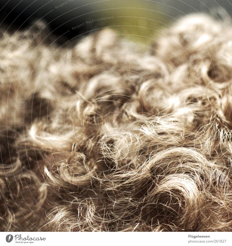 Sie nannten ihn Löckchen Haare & Frisuren niedlich Fell Vorleger Teppich Schere Haarschnitt Haarsträhne Haarschopf Haare schneiden Haarband Locken Lockenwickler
