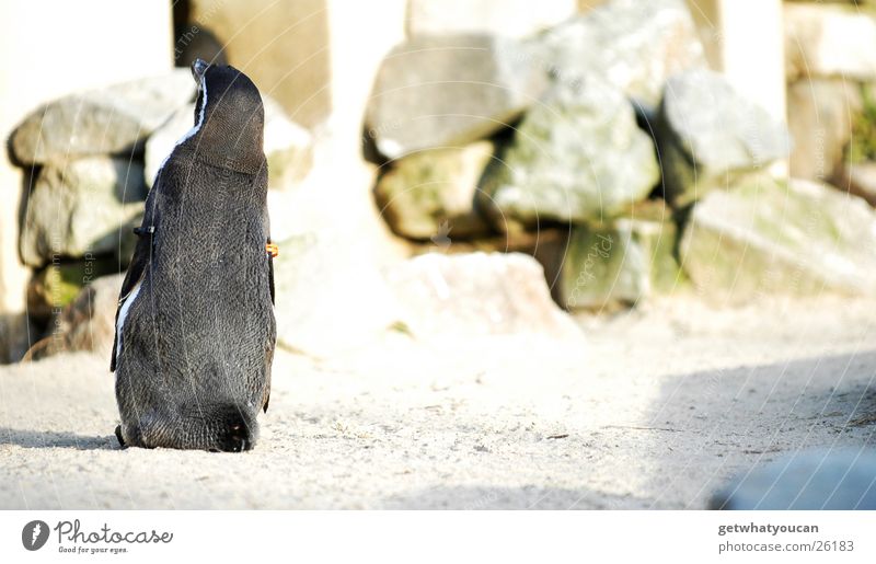Der Solist Tier Pinguin Vogel Gehege Zoo gefangen Einsamkeit stehen Blick schwarz Teich niedlich trotzig Rücken Coolness Zufriedenheit Flügel Wasser Sand Felsen