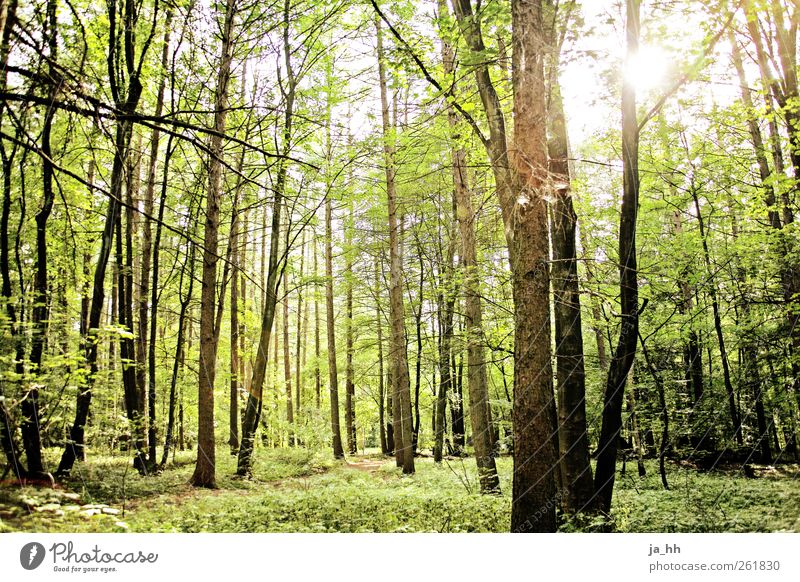 Wald mit Sonnenlicht Wissenschaften Fortschritt Zukunft Energiewirtschaft Erneuerbare Energie Sonnenenergie Umwelt Natur Frühling Sommer Baum Sträucher Moos