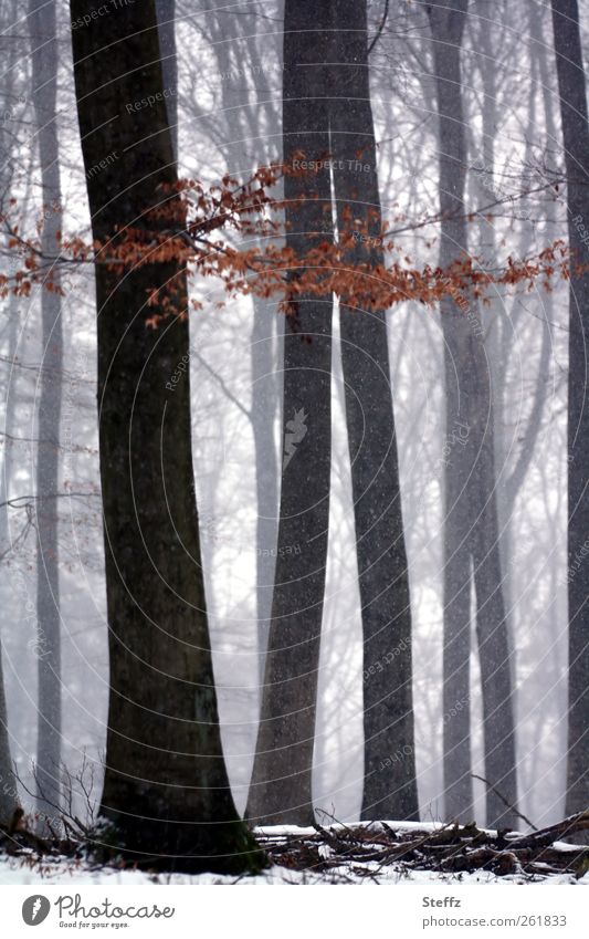Stille im Wald Winter Winterstille heimisch nordisch unheimlich verwunschen verwunschener Wald Ruhe Nebel Schneefall stimmungsvoll Schneelandschaft Nebelwald