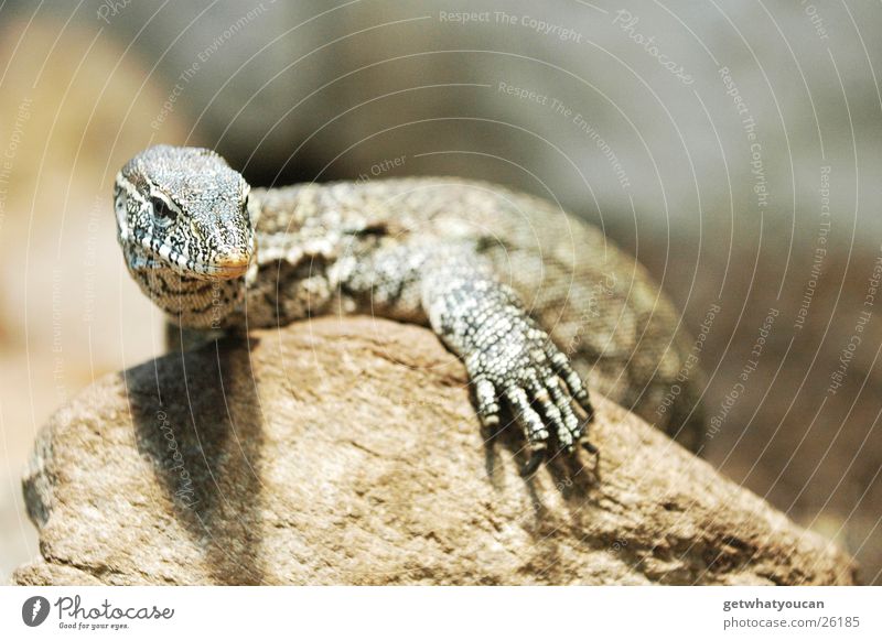 Drachenrast Teil1 Tier Warane Reptil Echte Eidechsen Terrarium gefangen Gelassenheit Blick Zoo Physik Unschärfe Krallen beobachten Zufriedenheit ruhig Stein