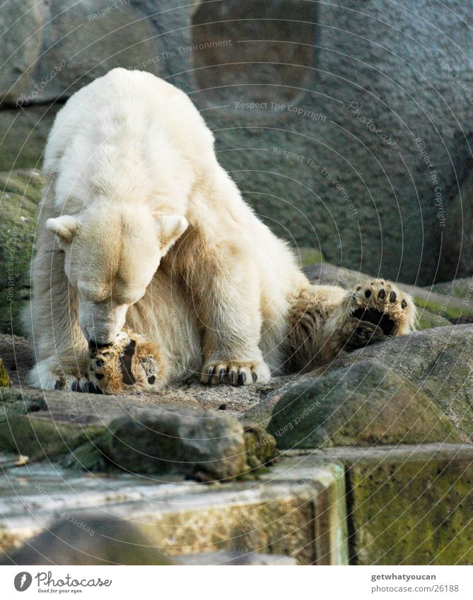 Lecker Fußgelecke Tier Eisbär kalt Fell weiß Zoo Landraubtier gefährlich Pfote Krallen lutschen Reinigen Sauberkeit dreckig hocken niedlich groß Langeweile flau