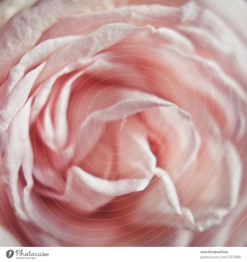 zart Natur Pflanze Rose Blüte Duft weich rosa elegant Liebe Farbfoto Gedeckte Farben Nahaufnahme Detailaufnahme Makroaufnahme Strukturen & Formen