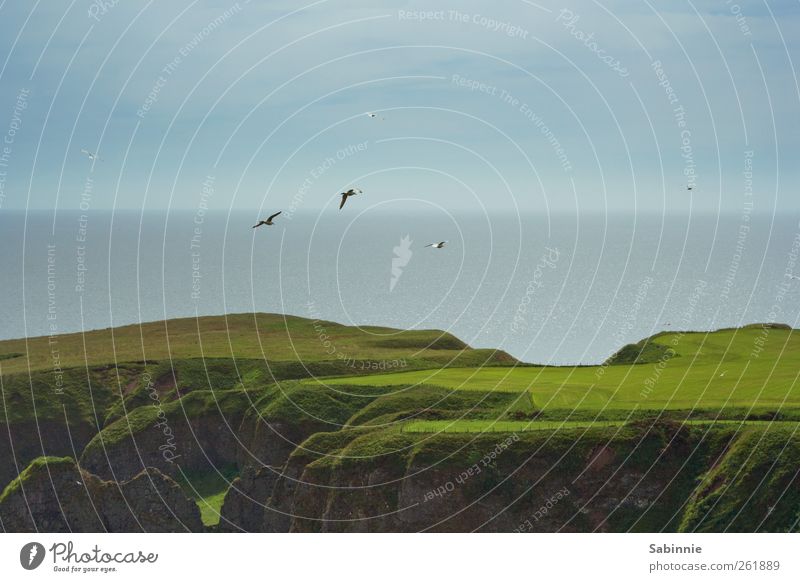 Grüner und grüner Umwelt Natur Landschaft Urelemente Klima Schönes Wetter Gras Hügel Felsen Küste Nordsee Meer Klippe Aberdeen Schottland frei wild blau braun