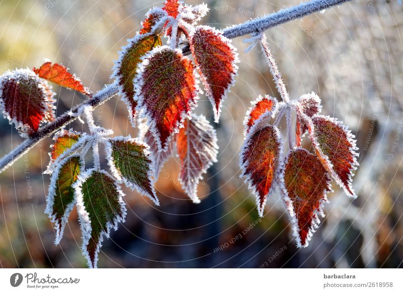 Verwandlung | Herbstblätter bekommen einen Frostmantel Natur Pflanze Winter Eis Baum Sträucher Blatt Garten frieren leuchten kalt grün rot weiß Stimmung